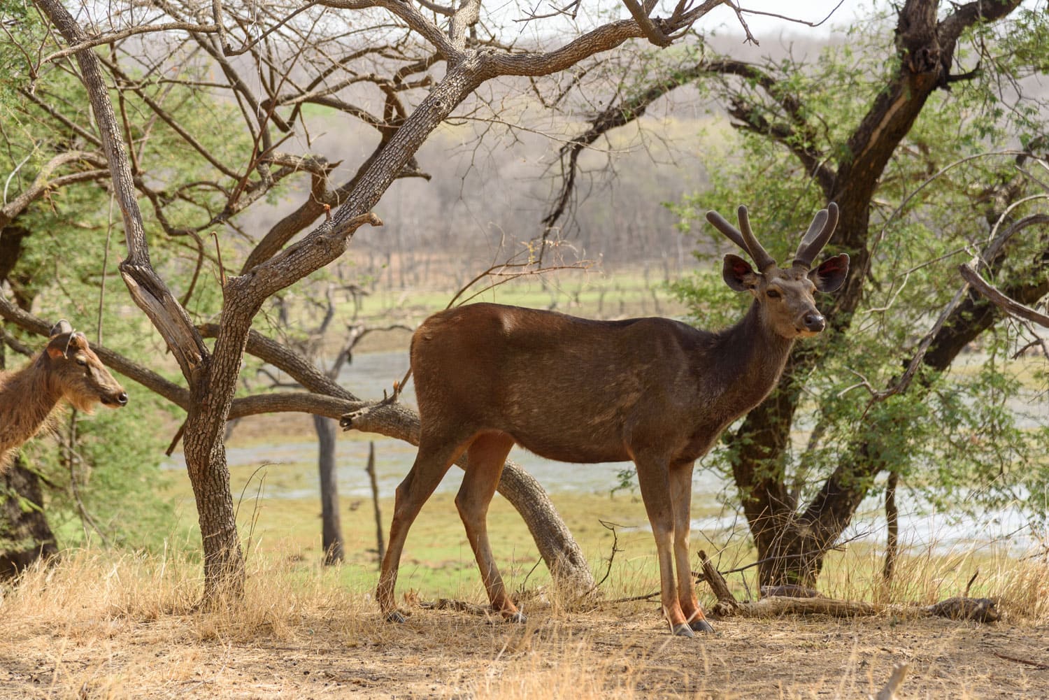 Ranthambhore National Park