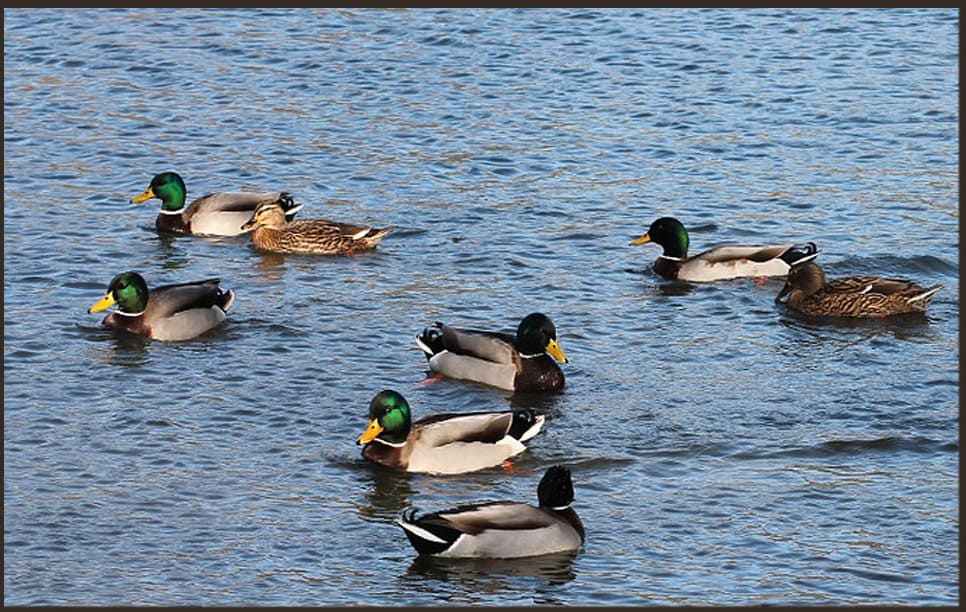 Surwal Lake for birding