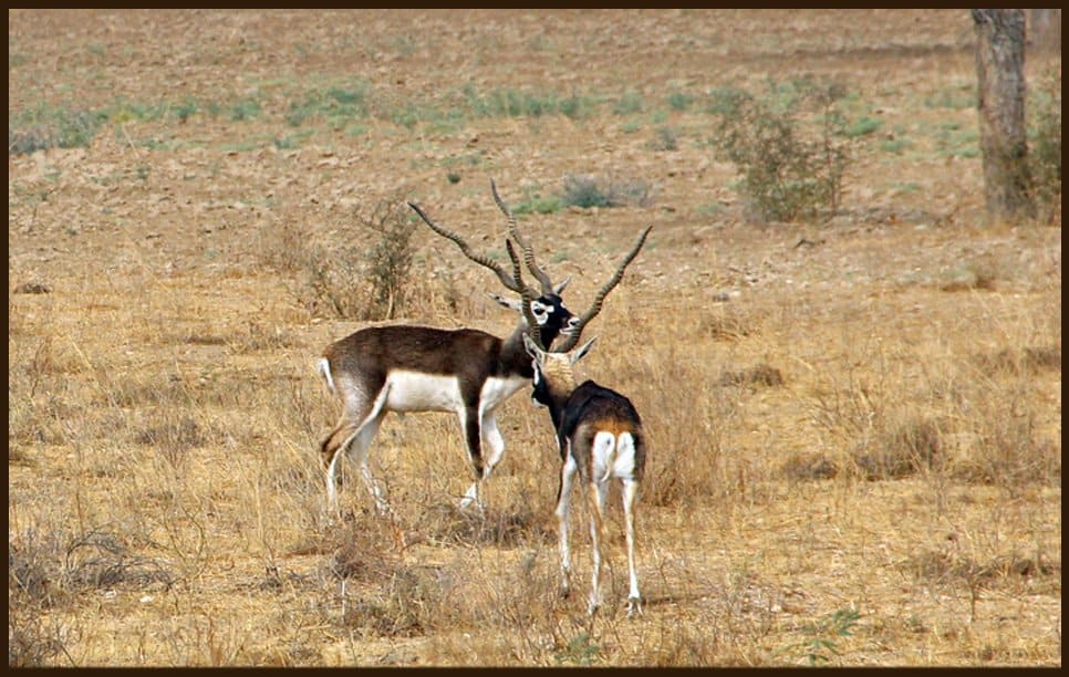 Devpura Blackbuck sanctuary