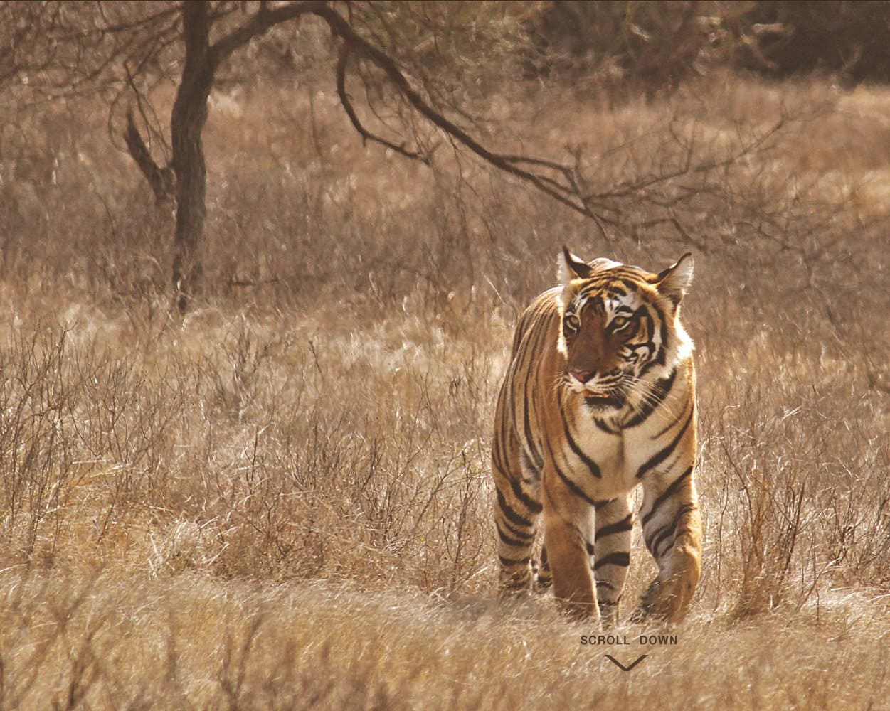 Ranthambhore National Park