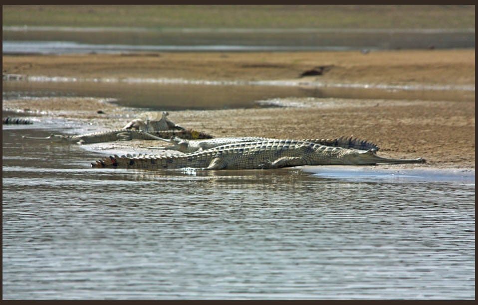 Ghariyal Sighting at Chambal