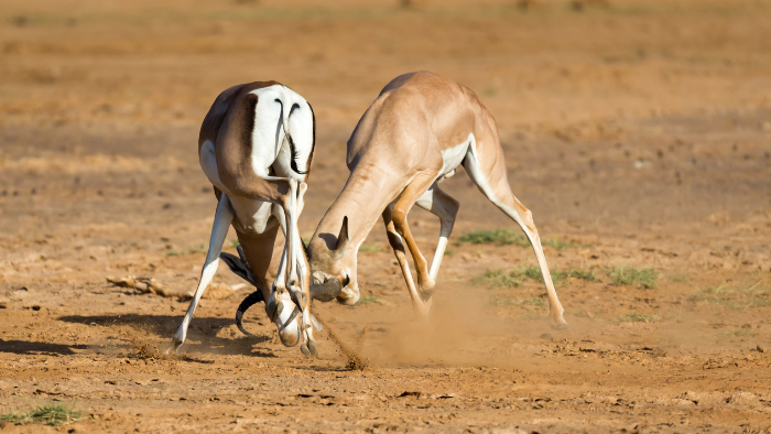 trip to Ranthambore