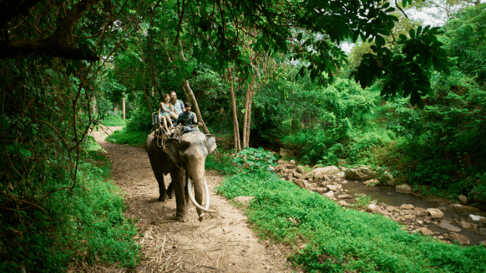 Ranthambore Jungle Safari Tour