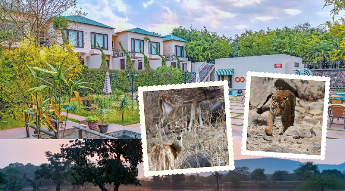 Wildlife Wonders in Ranthambhore