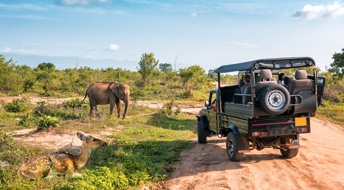 jungle safari in Ranthambore 