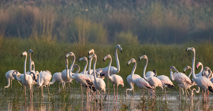 Surwal Lake in Ranthambore - Ranthambhore Kothi 