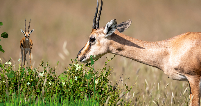 Activities to do in Ranthambore National Park