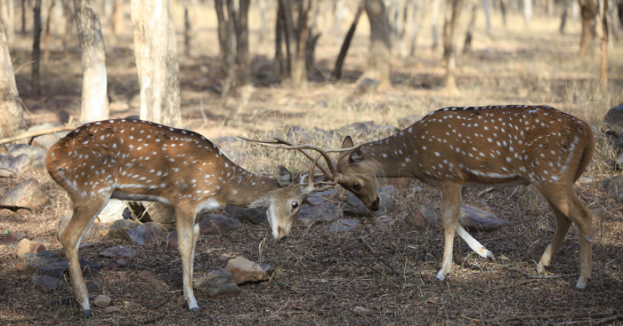 ranthambore national park