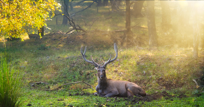 Explore Tranquility Amidst Wildlife