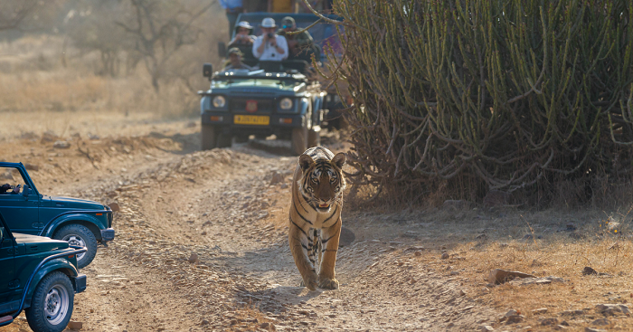 5 Reasons To Experience A Jungle Safari