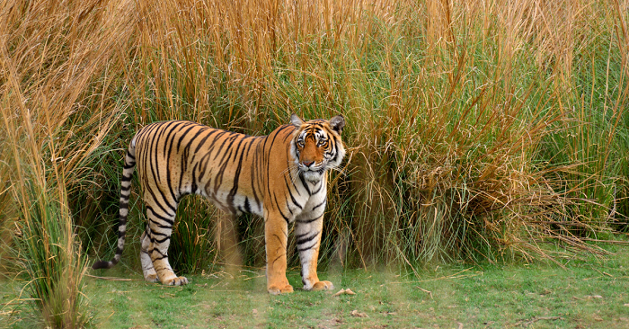 ranthambore resort sawai madhopur