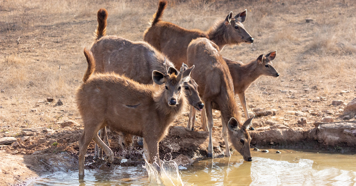 Ranthambore Safari and stay