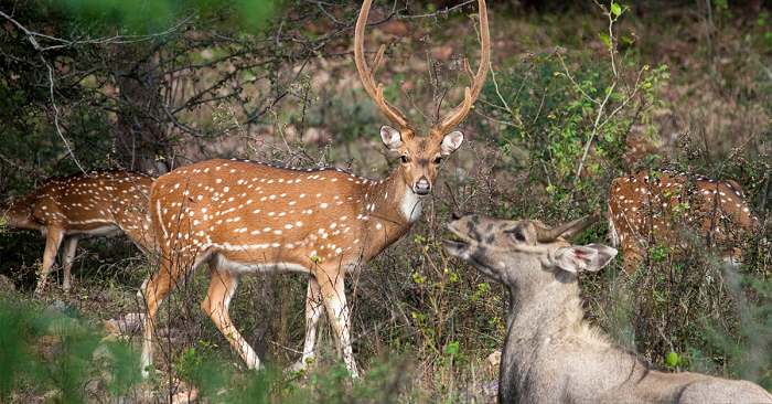 Exciting Holiday in Ranthambore