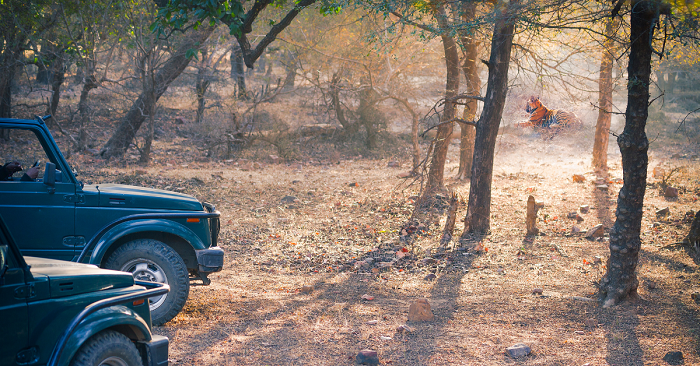 Top Things in Ranthambore