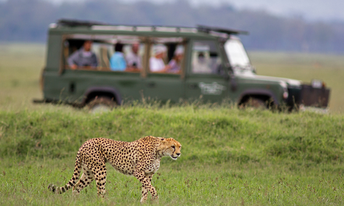 Unique Wildlife Safari Experience