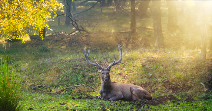 ranthambore national park stay