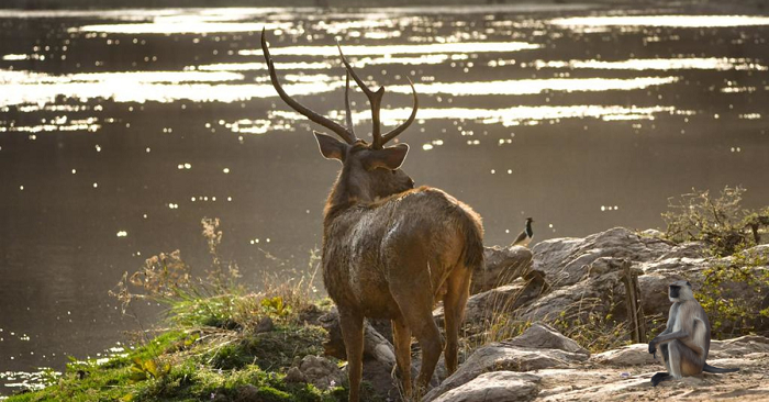 Wildlife Enthusiasts Ranthambore