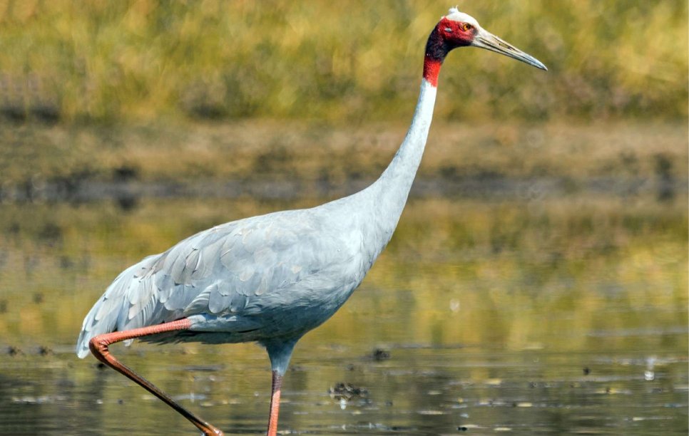 Image of Safari in Ranthambhore