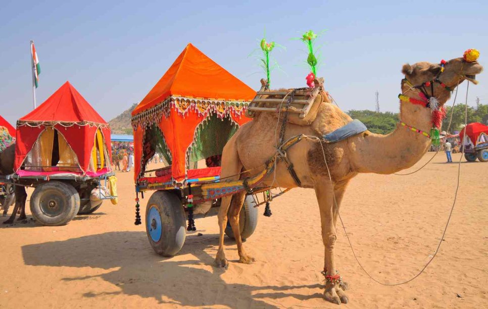 Image of Safari in Ranthambhore