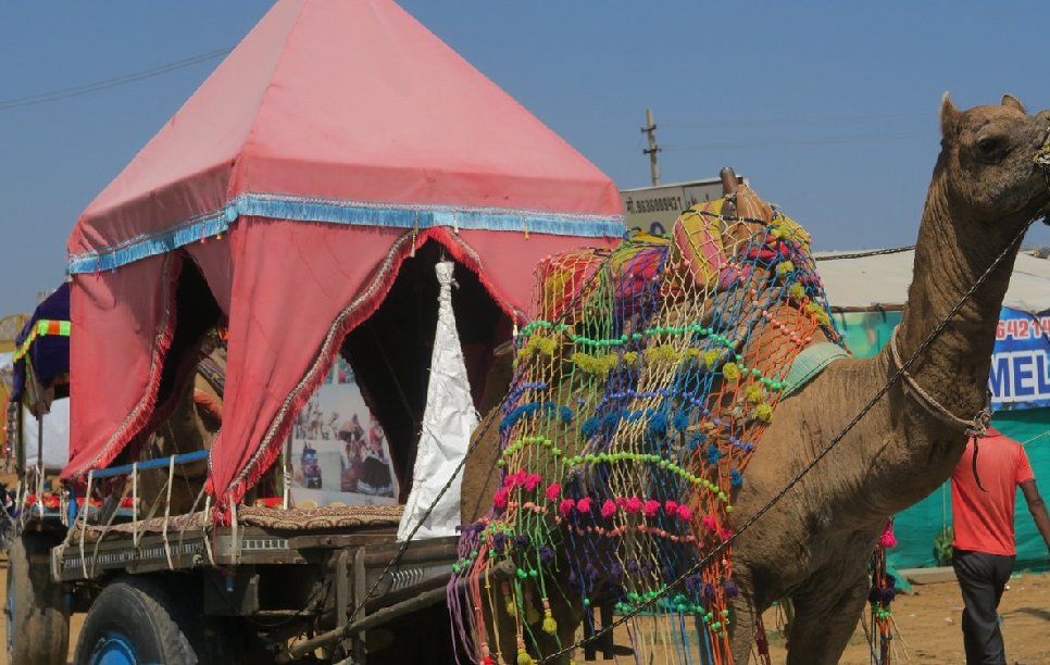 Image of Safari in Ranthambhore