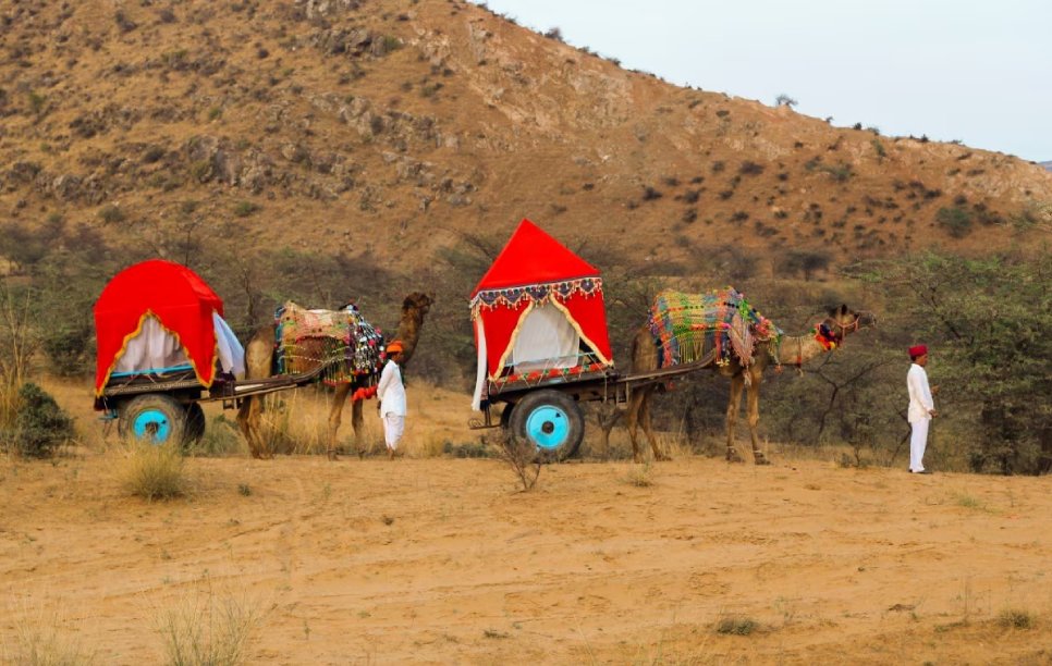 Image of Safari in Ranthambhore