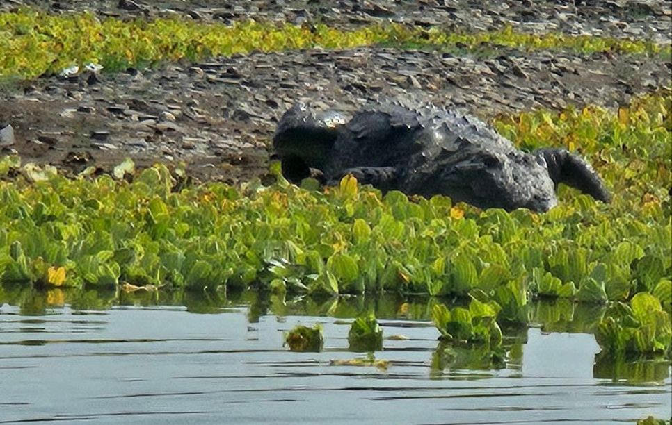 Image of Safari in Ranthambhore