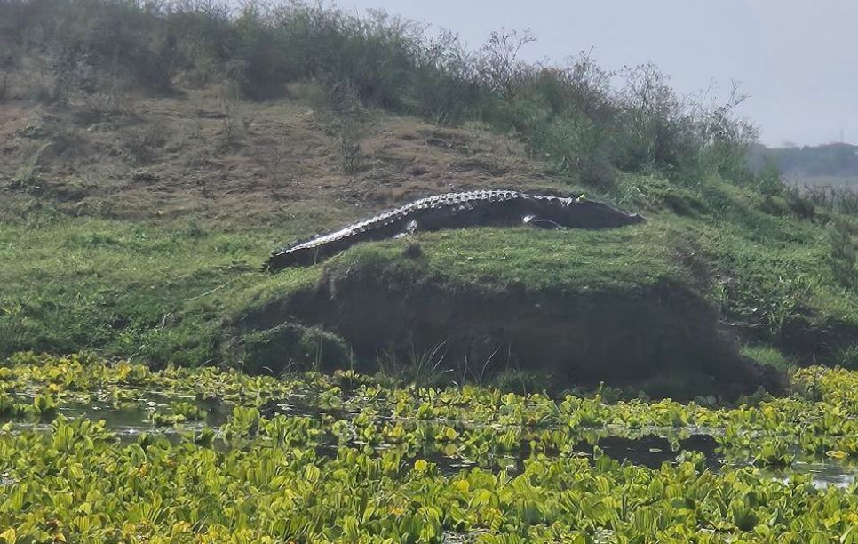 Image of Safari in Ranthambhore