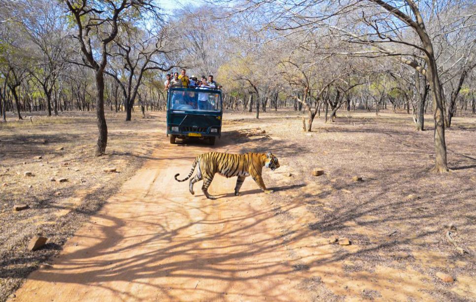Image of Safari in Ranthambhore