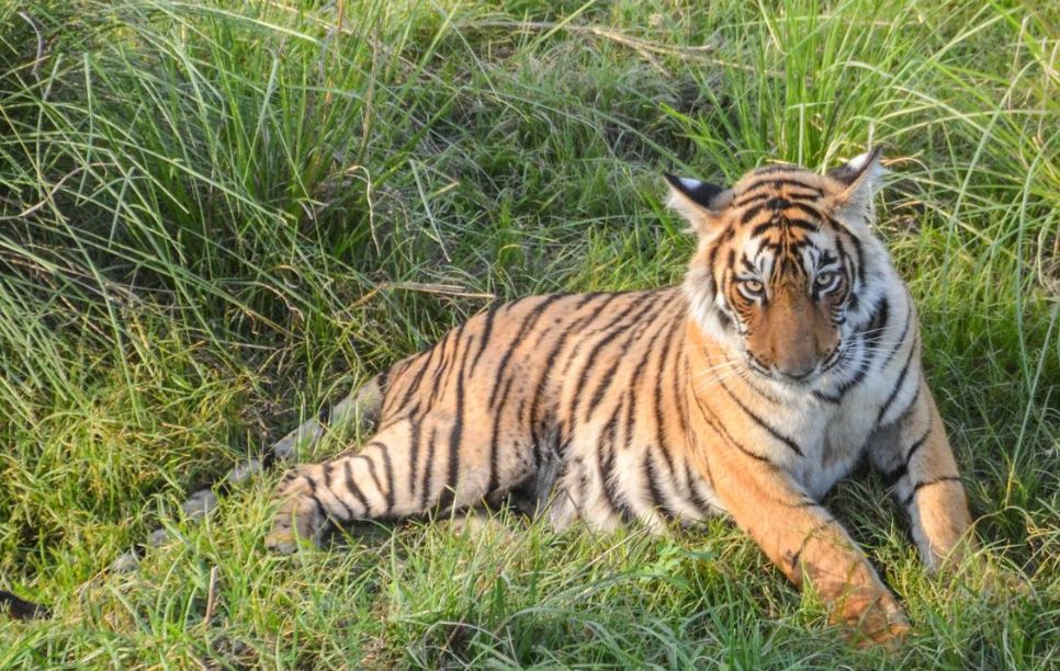 Image of Safari in Ranthambhore