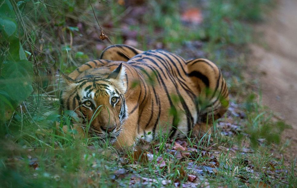 Image of Safari in Ranthambhore