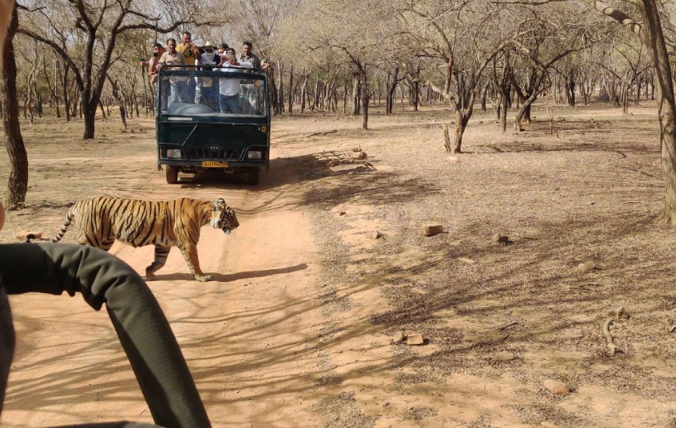 Image of Safari in Ranthambhore