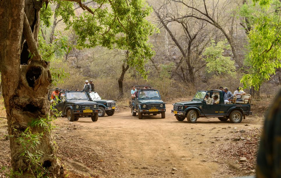 Image of Safari in Ranthambhore