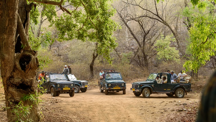 wildlife Tours in ranthambore national park
