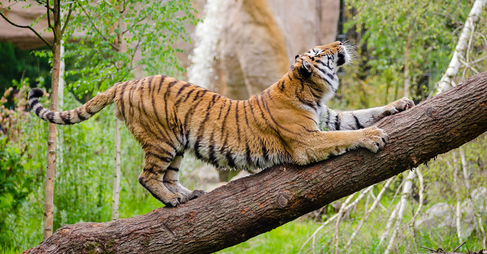 Best Places to Witness Bengal Tigers
