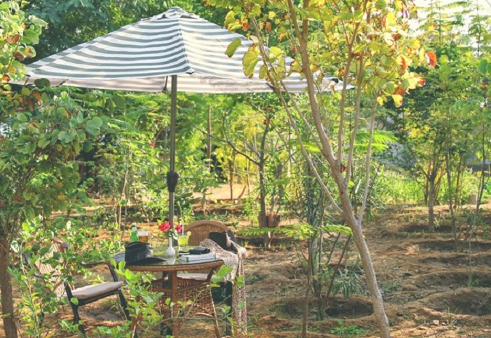 Stay Near Ranthambore National Park
