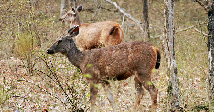 Wildlife Safari In India