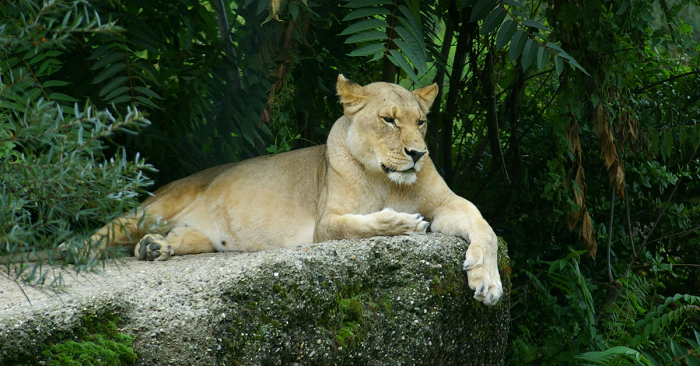 Sawai Madhopur perfect escape