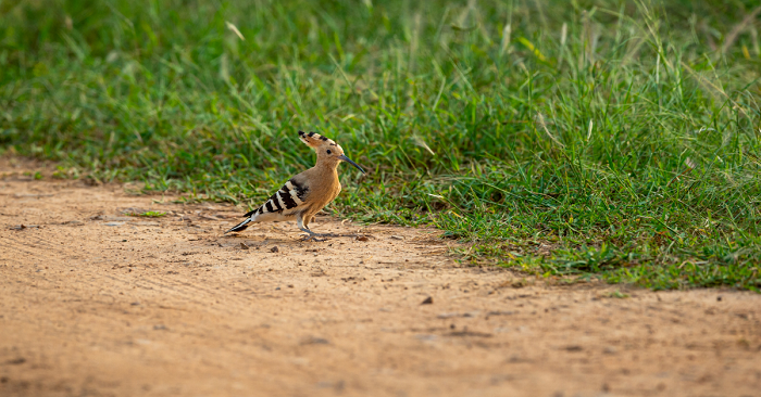 Sawai Madhopur perfect escape