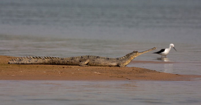 National Chambal Gharial Sanctuary