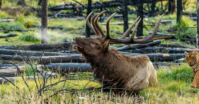 Ranthambore National Park travel guide