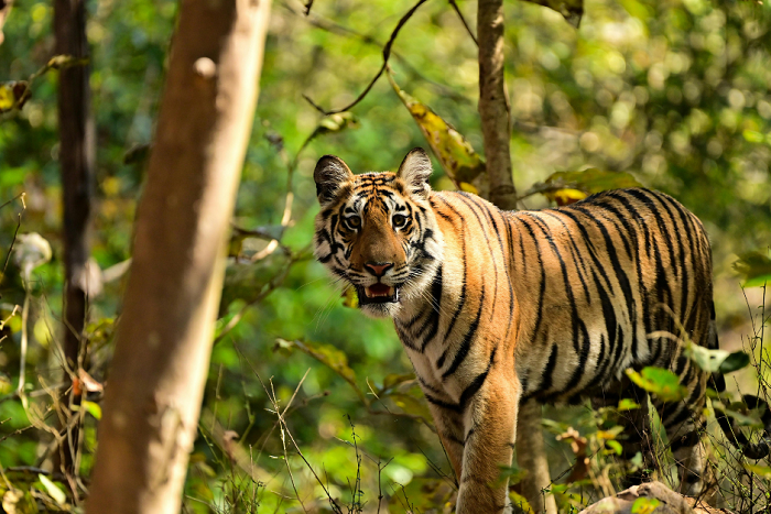 Jungle Stay in Ranthambore