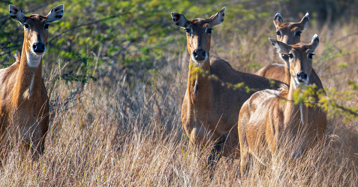 best stay in Ranthambore Rajasthan